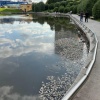 В Видном на пруду погибло множество рыбы. Местные жители сообщили, что ранее...