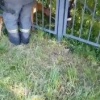 Косуля решила прогуляться на КСМ в Новосибирске, но застряла в заборе. На...