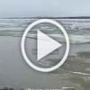 Дрейфующую на льдине собаку спасли в Норильске