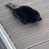 Детёныша нерпы заметили у пассажирского порта на Васильевском острове