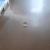 В детской больнице на Вертковской плачевные условия: в коридорах бегают мыши...