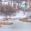 Детей снова заметили на тонком льду в Новосибирске