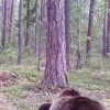 Семья косолапых попала в объектив фотоловушки «Тунгусского» заповедника. 🇷🇺...