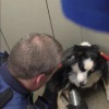 На улице Академика Анохина сбежала домашняя собачка по кличке Луна. И каким-...