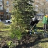 🌷У Вечного огня на Соборной площади Белгорода благоустраивают клумбы к 9 Мая