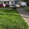 Когда купили мини-пига, но вырос макси-свин Снято в Бутово 🇷🇺 Источник: ЧП...