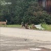 Накануне в Белоярском районе в поселке Рассоха водитель...
