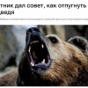 Россиянам посоветовали материться при встрече с медведем.