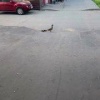 Новосибирцы продолжают замечать мам уток с утятами 🌇...