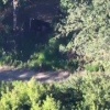 Взятие группы пленных военнослужащих ВСУ в Серебрянском лесу. 🇷🇺 Источник:...