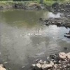 Очевидцы засняли на видео массовый мор рыбы в Исети