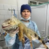 К важным новостям: в Москве прооперировали огромную игуану — он сломал пальцы в драке со своим отражением.