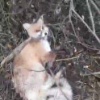 В подмосковной Шатуре в капкан попала лиса, которая забежала на дачный...