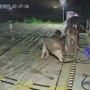 Мать-слониха защитила своего слоненка, который запутался в кабеле зарядной станции в Китае