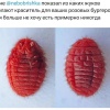 Приятного аппетита: популярные розовые бургеры красят с помощью жуков