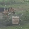 Немецкую овчарку приковали на пустыре под Новосибирском