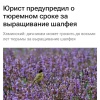 ⚡️8 лет тюрьмы можно получить за выращивание шалфея предсказателей на даче.