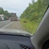 На трассе Улан-Удэ — Иркутск медведь снова вышел к людям.
