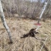 Двух лосих убил браконьер из Абакана. Его наказали штрафом в 800 тыс. руб. и...