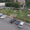 Коровы каждое лето 