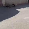 В Махачкале изверг расстрелял собаку ради забавы