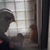 Котик четыре дня просидел на подоконнике лифтовой шахты, пока его искали всем...