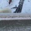 На полуострове Таймыр белый медведь пришел в гости к полярникам. Попытки...
