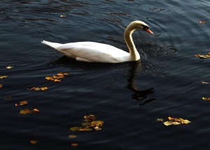 Грациозный лебедь устроил утреннюю разминку в Летнем лесу
