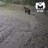 Большой медведь вышел к частным домам в Дрокино. Ночью хищник попал на запись...