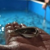 И снова многорыбье в Чулыме Около сотни тысяч осетрят выпустили сотрудники...