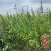 В Подмосковье под Чеховым обнаружили участок размером в 34 сотки, на котором...