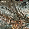 В Кузбассе нашли таинственное захоронение детёнышей динозавров