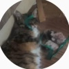 В подмосковном Подольске зооволонтеры бьют тревогу — в городе мог появиться...