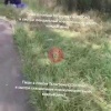 В Новокузнецке запечатлели трех голубков. Кадры сделали в Заводском районе,...