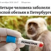Оспу обезьян выявили у троих человек в Питере — диагноз подтверждён лабораторно, пишут СМИ.