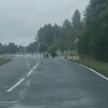 В Боготольском округе медведи всё чаще подходят к деревне. Жители Георгиевки...