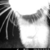 Лисята устроили игривые догонялки перед фотоловушкой 🦊 В Саяно-Шушенском...