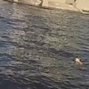 Невеста прыгнула с теплохода в Питере, пытаясь спасти тонущего гостя свадьбы....