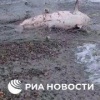 60-килограммовая акула попалась в сети рыбаков под Магаданом.