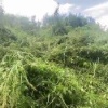 Сотрудники полиции в Осинниках нашли крупную плантацию дикорастущей конопли, она занимала 2 гектара на подконтрольной территории.
