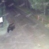 Медведь второй раз за месяц зашёл в СНТ «Надежда» под Красноярском. 🌇...