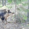 Кабан из Ленобласти нашёл любимую «чесалку»