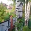 «Люди добрые, это же лось на дачах!» Заплутавший лось...