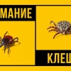 Свыше 150 кузбассовцев пострадали от укусов клещей за неделю