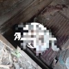 Медведь держит в страхе жителей поселка Наратай в Братском районе Хищник...