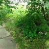 Розы скосили, а крапиву оставили