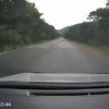 В Хасанском районе экипаж машины выкинул собаку на трассе