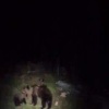 Медведица с медвежатами поселилась на участке дома на 2-й Омской в Шушталепе....