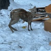 Странное существо заметили на Волжской. На самом деле,...