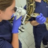 Столичные ветеринары вылечили трёхметрового тигрового питона от клещей,...